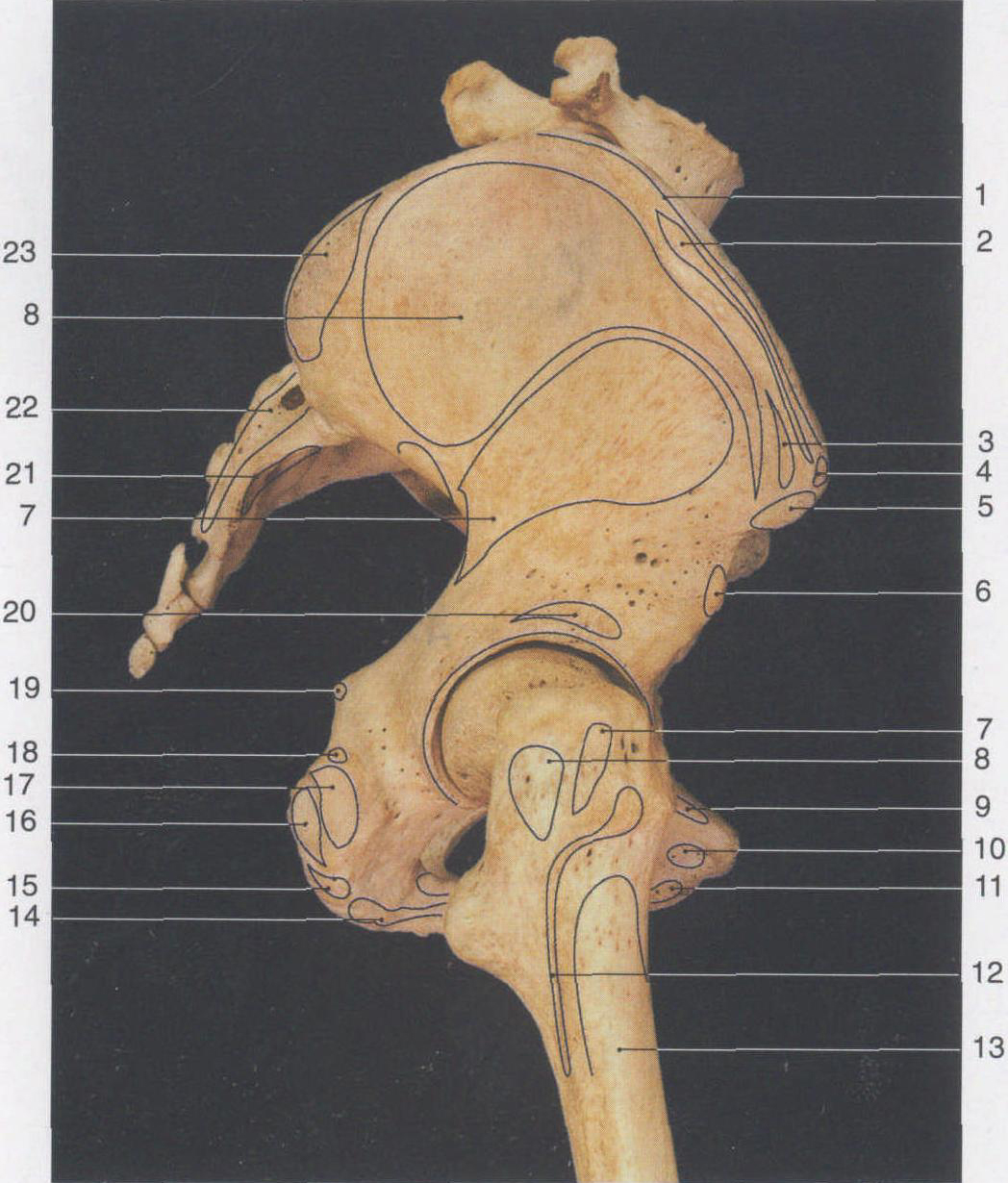 31. 骨盆和股骨近端(侧面观)